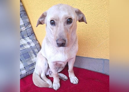 ❤️❤️❤️ hübsche kleine LATTE - 3 Jahre, 32cm/12kg - Mischling