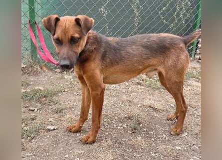 ❤️❤️❤️ kleiner Schatz BERTI - 1,5 Jahre, 38cm/10kg - Pinscher-Mix