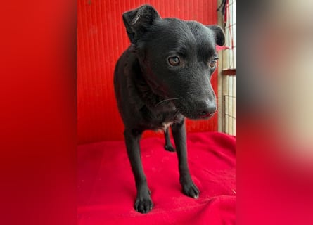 süße kleine RAVY - 7,5 Jahre, 39cm - Mischling