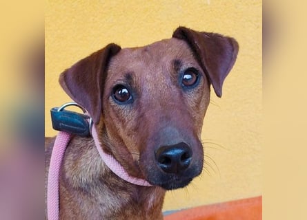 ❤️❤️❤️ ein warmes Nest für MIMI gesucht - 1,5 Jahre, 37cm/8kg - Pinscher-Mix