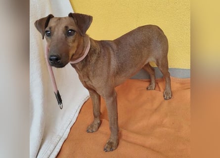 ❤️❤️❤️ ein warmes Nest für MIMI gesucht - 1,5 Jahre, 37cm/8kg - Pinscher-Mix