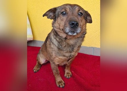 ❤️❤️❤️ arme Hundeseele BOBBY - 5 ,5 Jahre, 36cm/12kg - kl. Mischling
