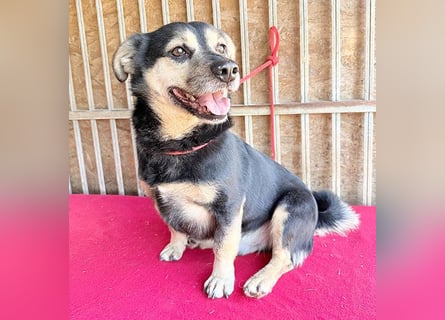 ❤️❤️❤️ kleine Hundeseele RAFFY - 8 Jahre, 36cm/12kg - Mischling