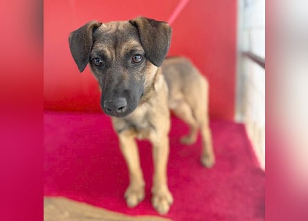 süßer Lausbub FILOU - 10 Monate, 40cm/10kg - Mischling