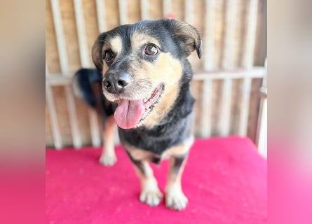 ❤️❤️❤️ kleine Hundeseele RAFFY - 8 Jahre, 36cm/12kg - Mischling