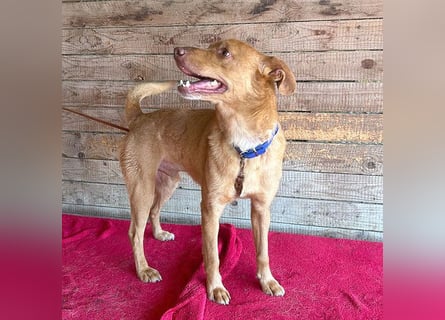 ❤️❤️❤️ pfiffiger kleiner DINGO - 1,5 Jahre, 40cm/10kg - Mischling