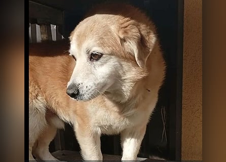 ZUCO - Engel auf 4 Pfoten - 13 Jahre, 40cm - Mischling