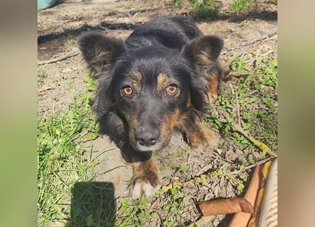 ❤️❤️❤️ liebenswerter kleiner BERRY - 2 Jahre, 32cm/13kg - Mischling