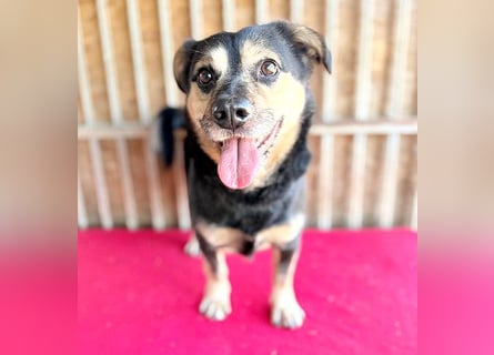 ❤️❤️❤️ kleine Hundeseele RAFFY - 8 Jahre, 36cm/12kg - Mischling