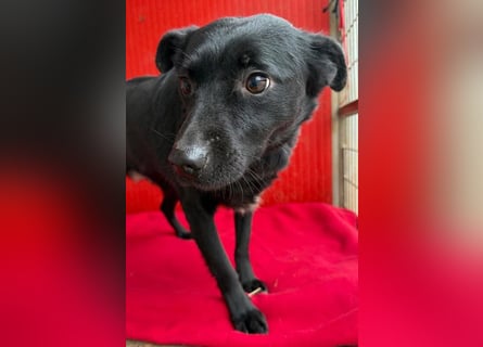 süße kleine RAVY - 7,5 Jahre, 39cm - Mischling