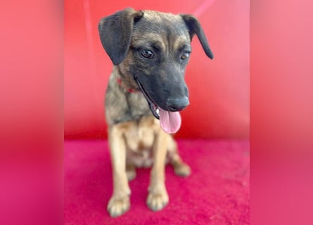 süßer Lausbub FILOU - 10 Monate, 40cm/10kg - Mischling