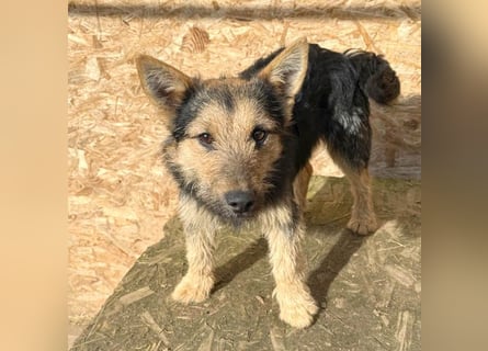 ❤️❤️❤️ liebe kleine Knutschkugel FIFI - 2 Jahre, 35cm-10kg - Mischling