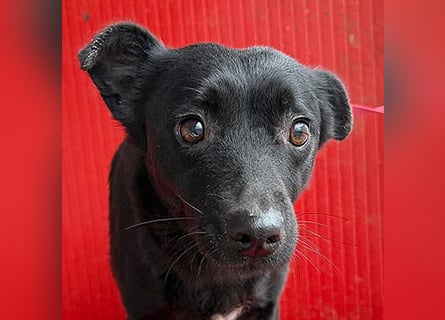 süße kleine RAVY - 7,5 Jahre, 39cm - Mischling