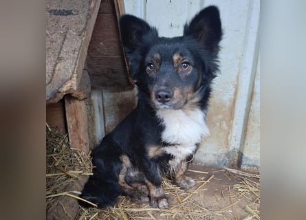 ❤️❤️❤️ liebenswerter kleiner BERRY - 2 Jahre, 32cm/13kg - Mischling