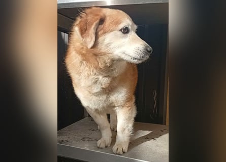 ZUCO - Engel auf 4 Pfoten - 13 Jahre, 40cm - Mischling