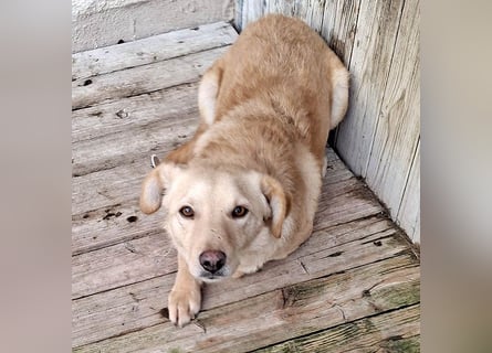 ❤️❤️❤️ liebenswerter FRENKI ging durch die Hölle - 3 Jahre, 42cm - Mischling