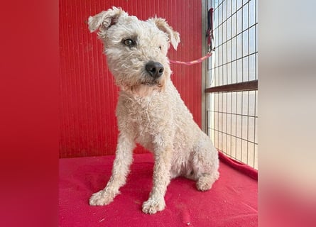 süßer Wuschel-Mix FLUFFY - 2 Jahre, 40cm/11kg