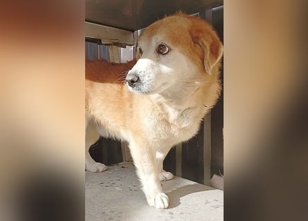 ZUCO - Engel auf 4 Pfoten - 13 Jahre, 40cm - Mischling
