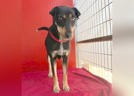 ❤️❤️❤️ lebenslustige MANKA - 1,5 Jahre, 40cm/10kg - Mischling