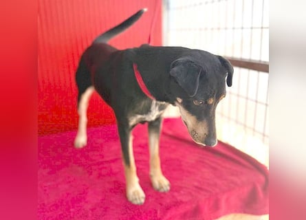 ❤️❤️❤️ lebenslustige MANKA - 1,5 Jahre, 40cm/10kg - Mischling