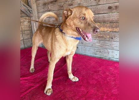 ❤️❤️❤️ pfiffiger kleiner DINGO - 2 Jahre, 40cm/10kg - Mischling