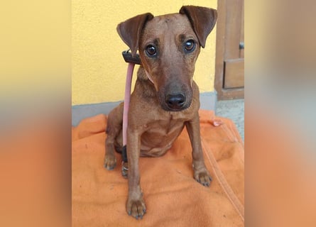 ❤️❤️❤️ ein warmes Nest für MIMI gesucht - 1,5 Jahre, 37cm/8kg - Pinscher-Mix