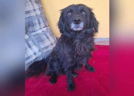 ❤️❤️❤️ Herzblatt RETHY - 10 Jahre, 32cm/8kg - kl. Mischling