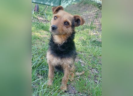 zarte kleine Hundeseele AUDREY - 1,5 Jahre, 35cm/7kg