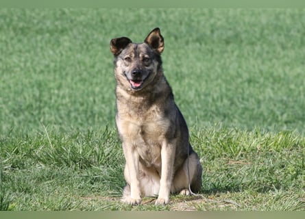 Suzi - verfressene Frohnatur sucht ihre Menschen!