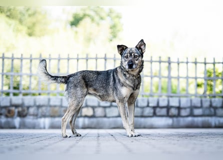 Suzi - verfressene Frohnatur sucht ihre Menschen!