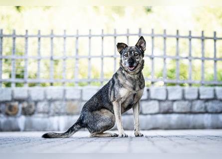 Suzi - verfressene Frohnatur sucht ihre Menschen!