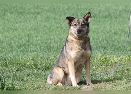 Suzi - verfressene Frohnatur sucht ihre Menschen!