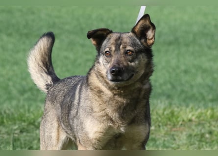Suzi - verfressene Frohnatur sucht ihre Menschen!
