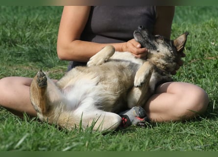 Suzi - verfressene Frohnatur sucht ihre Menschen!