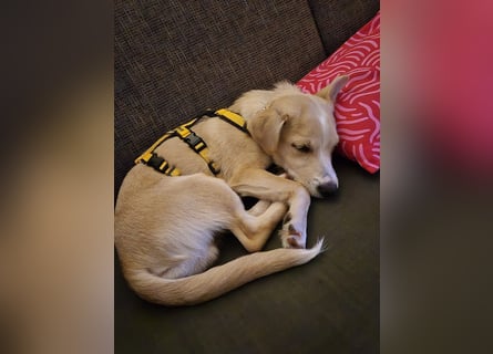 Gigino: kleiner Fratz sucht Kuschelplatz