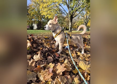 Gigino: kleiner Fratz sucht Kuschelplatz