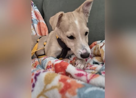 Gigino: kleiner Fratz sucht Kuschelplatz