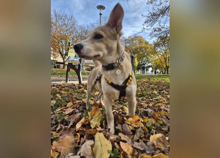 Gigino: kleiner Fratz sucht Kuschelplatz