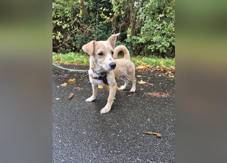 Gigino: kleiner Fratz sucht Kuschelplatz