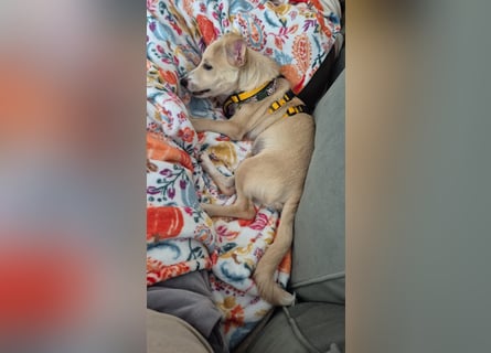 Gigino: kleiner Fratz sucht Kuschelplatz