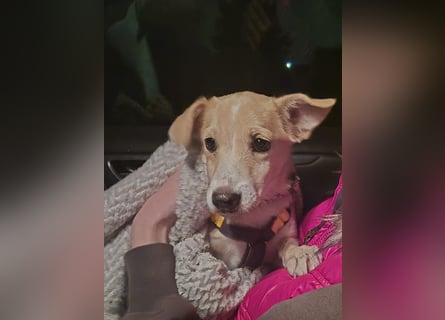 Gigino: kleiner Fratz sucht Kuschelplatz