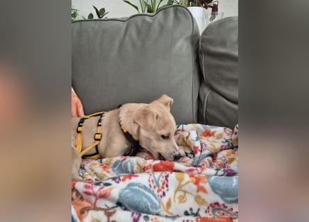 Gigino: kleiner Fratz sucht Kuschelplatz