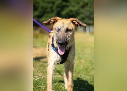 Tino – tapferer, junger Mischling sucht liebevolles Zuhause