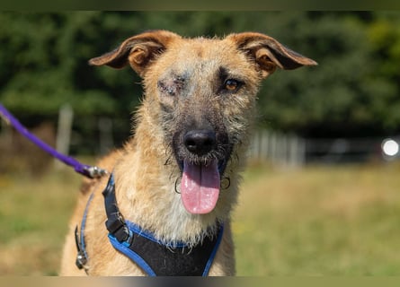 Tino – tapferer, junger Mischling sucht liebevolles Zuhause