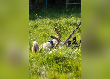 Tino – tapferer, junger Mischling sucht liebevolles Zuhause