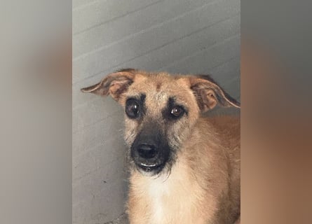 Tino – tapferer, junger Mischling sucht liebevolles Zuhause