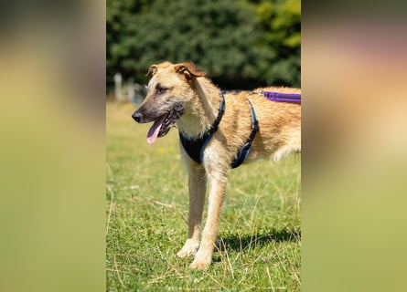 Tino – tapferer, junger Mischling sucht liebevolles Zuhause