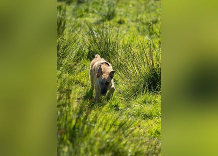 Tino – tapferer, junger Mischling sucht liebevolles Zuhause