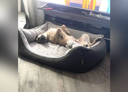 Tino – tapferer, junger Mischling sucht liebevolles Zuhause