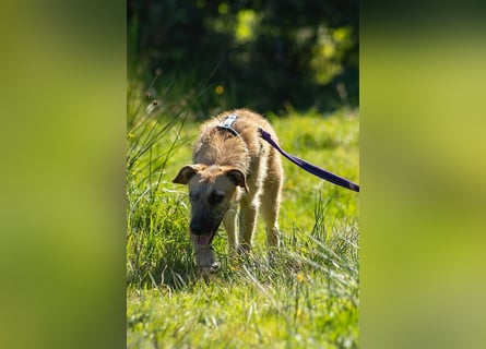 Tino – tapferer, junger Mischling sucht liebevolles Zuhause